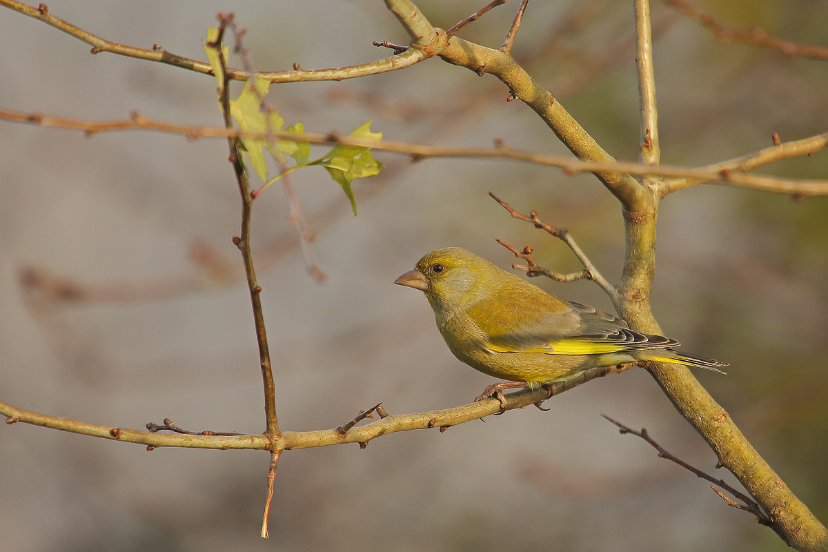 greenfinch