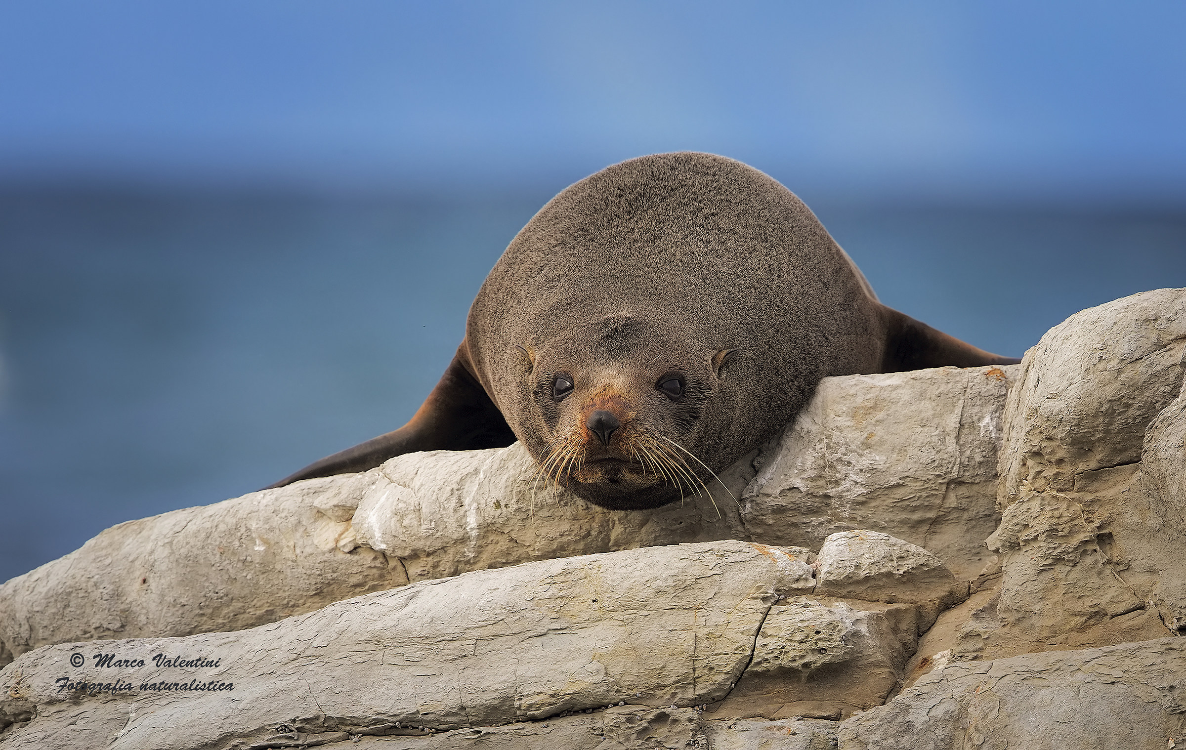 New Zealand fur seal