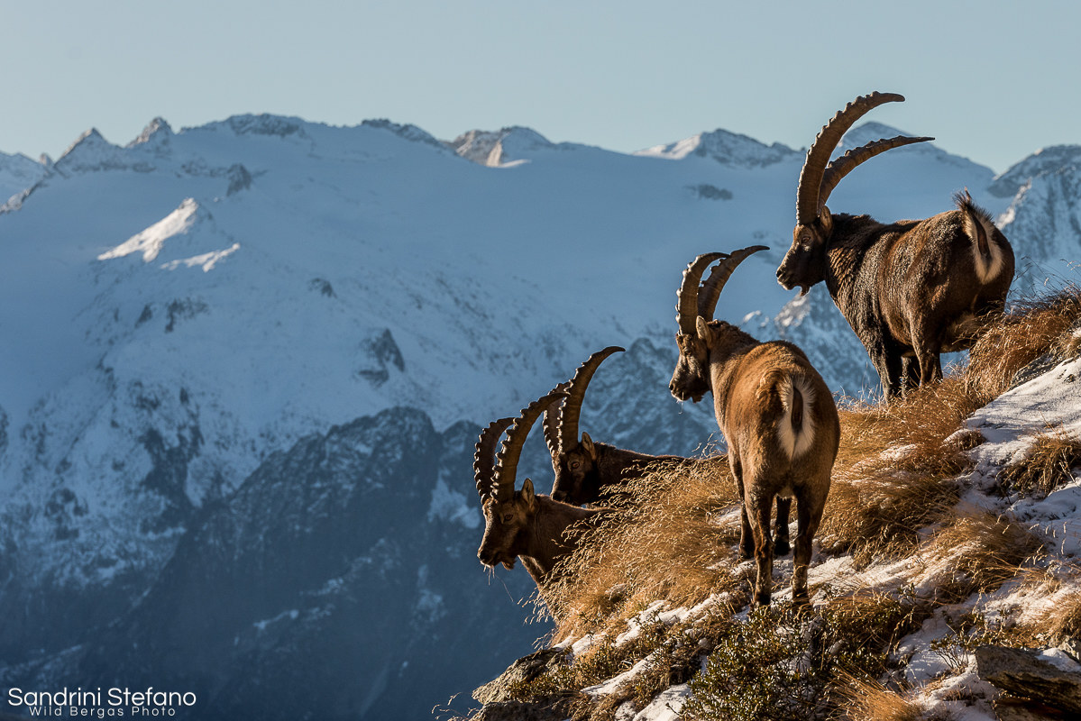 Ibex