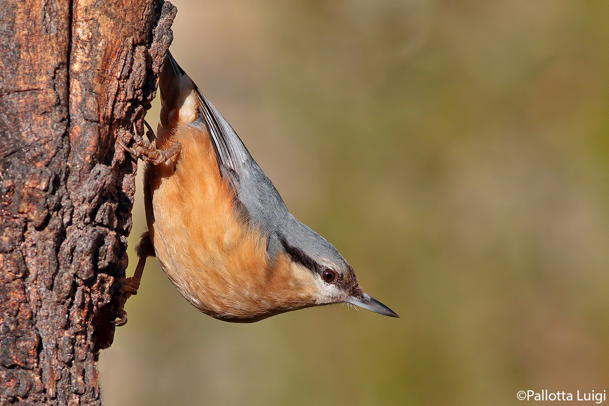 Nuthatch (Sitta europaea)