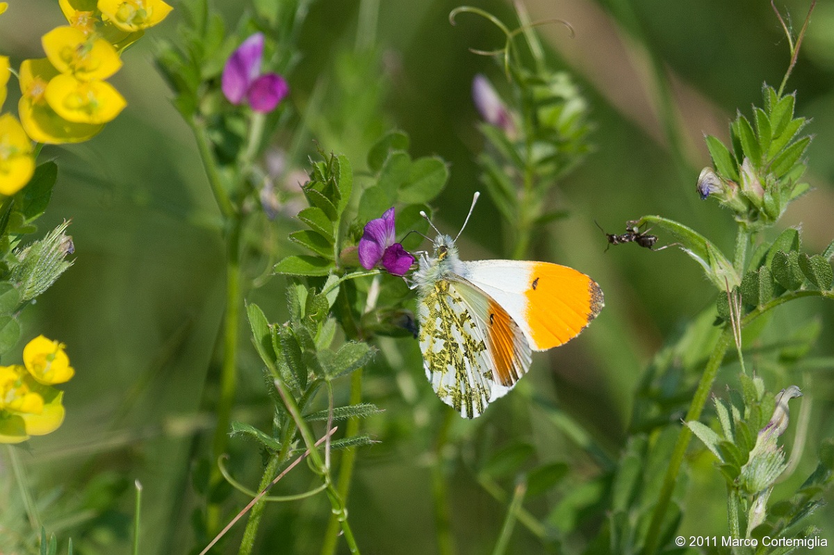 Anthocharis cardamines