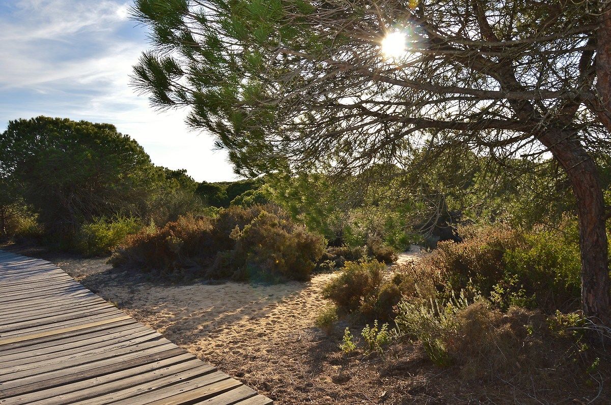 Medano of Asperillo, walk on the dunes