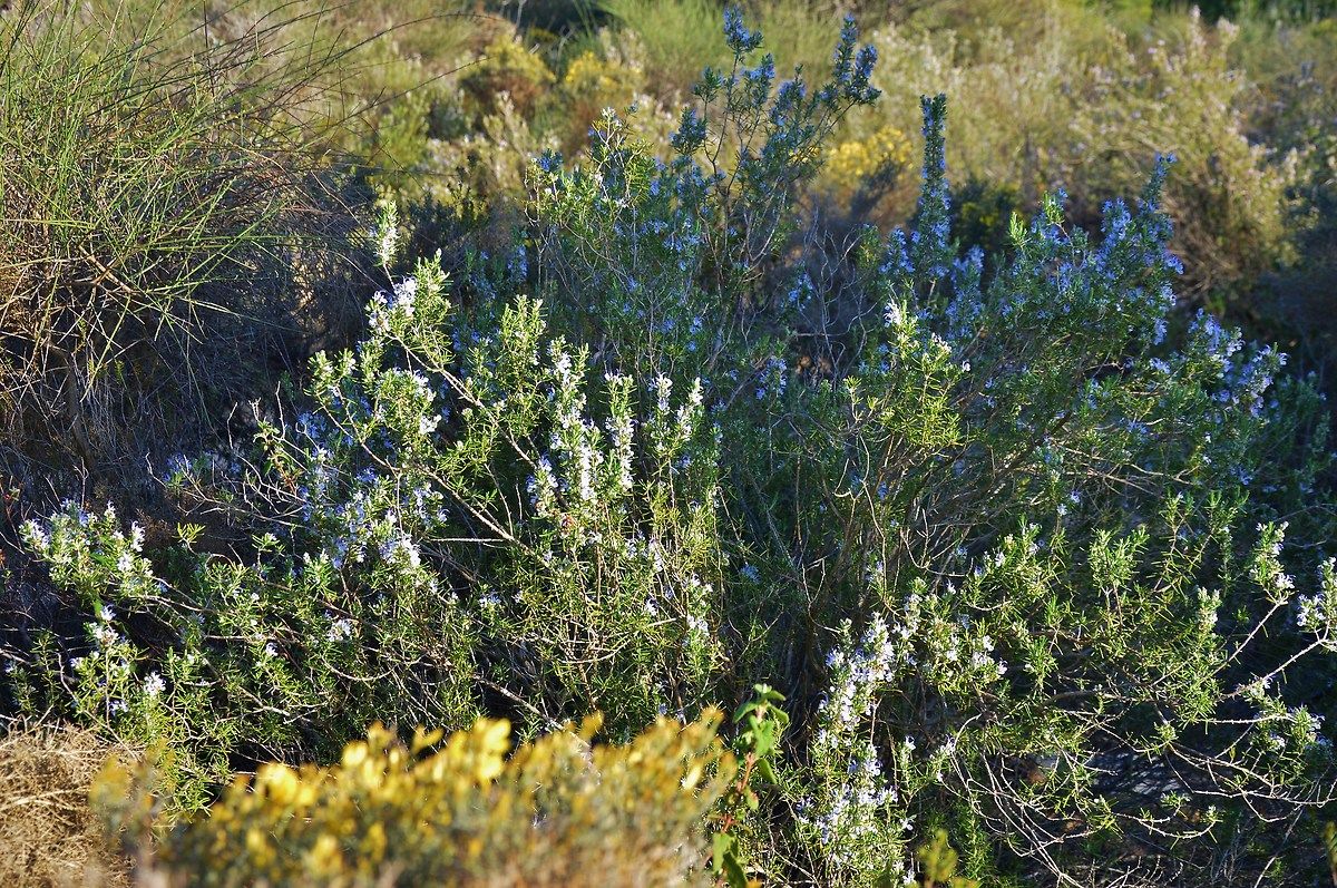Medano of Asperillo, walk on the dunes