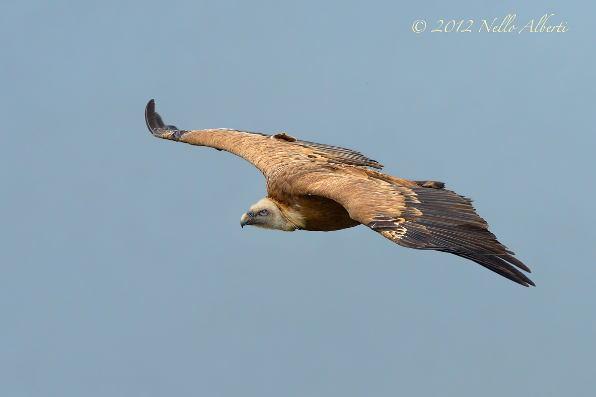 grifone in volo2