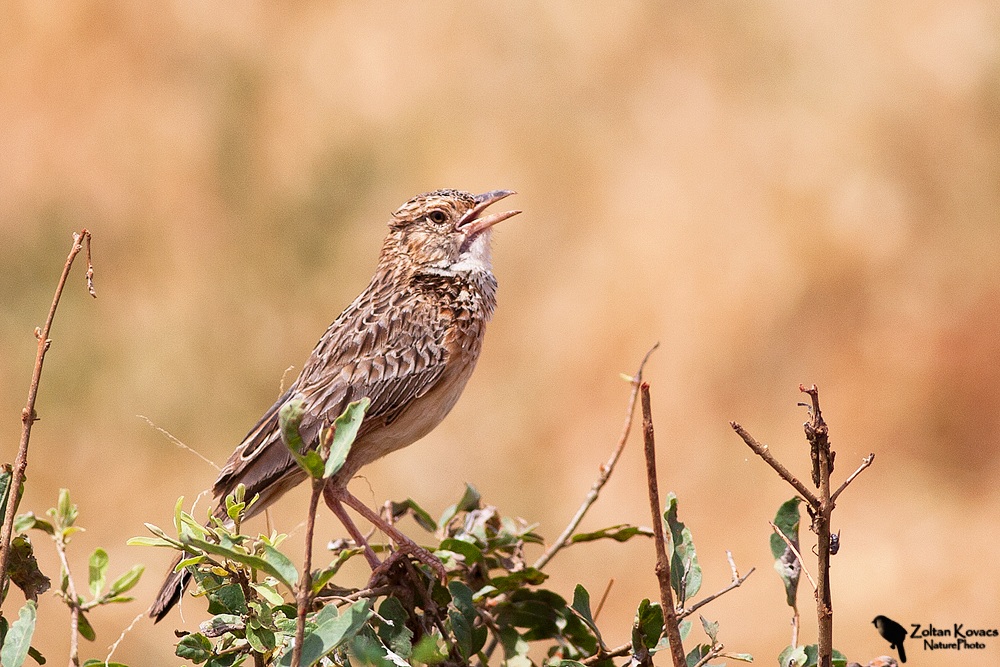 Rufous-naped Lark (Mirafra africana)
