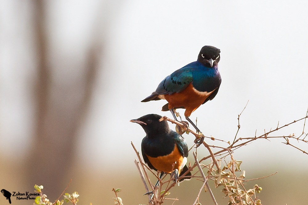 Superb Starling (Lamprotornis superbus)