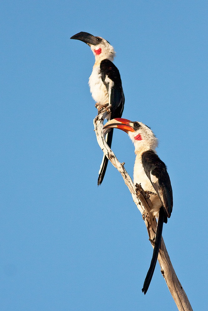 Von der Decken di Hornbill (Tockus deckeni)