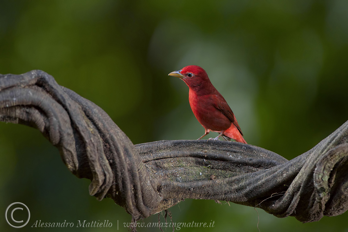 un punto rosso nella foresta