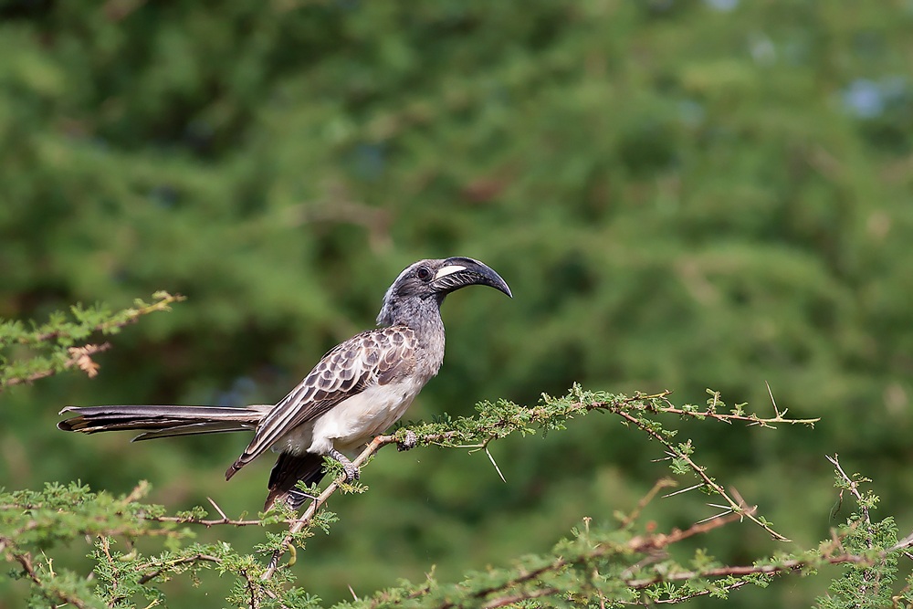 African Grey Hornbill (Tockus nasutus)