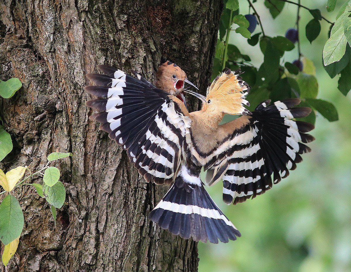 Hoopoe