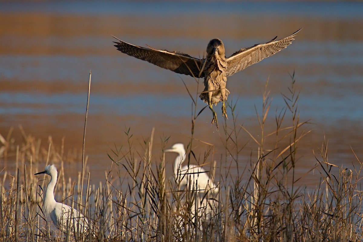 Bittern in landing