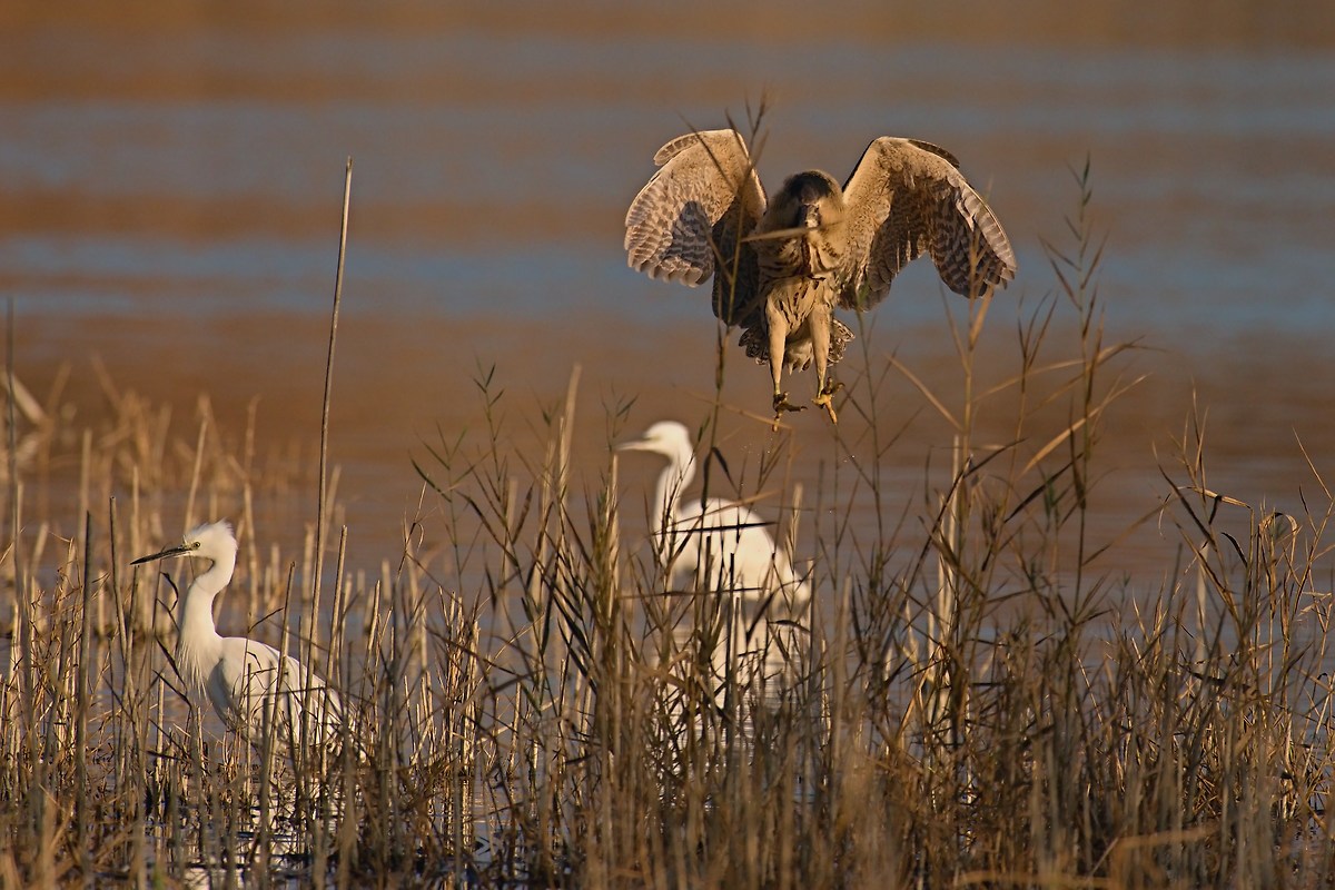 Bittern in landing