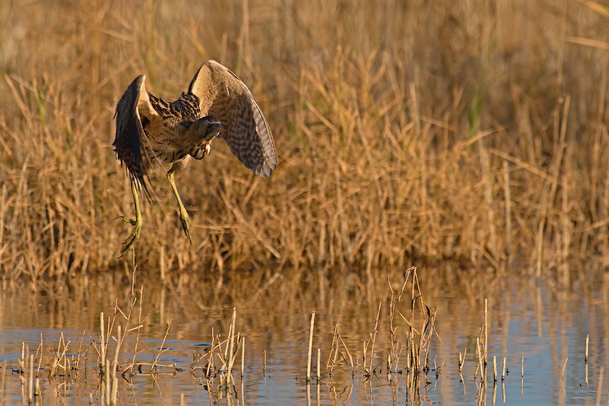 Bittern in landing
