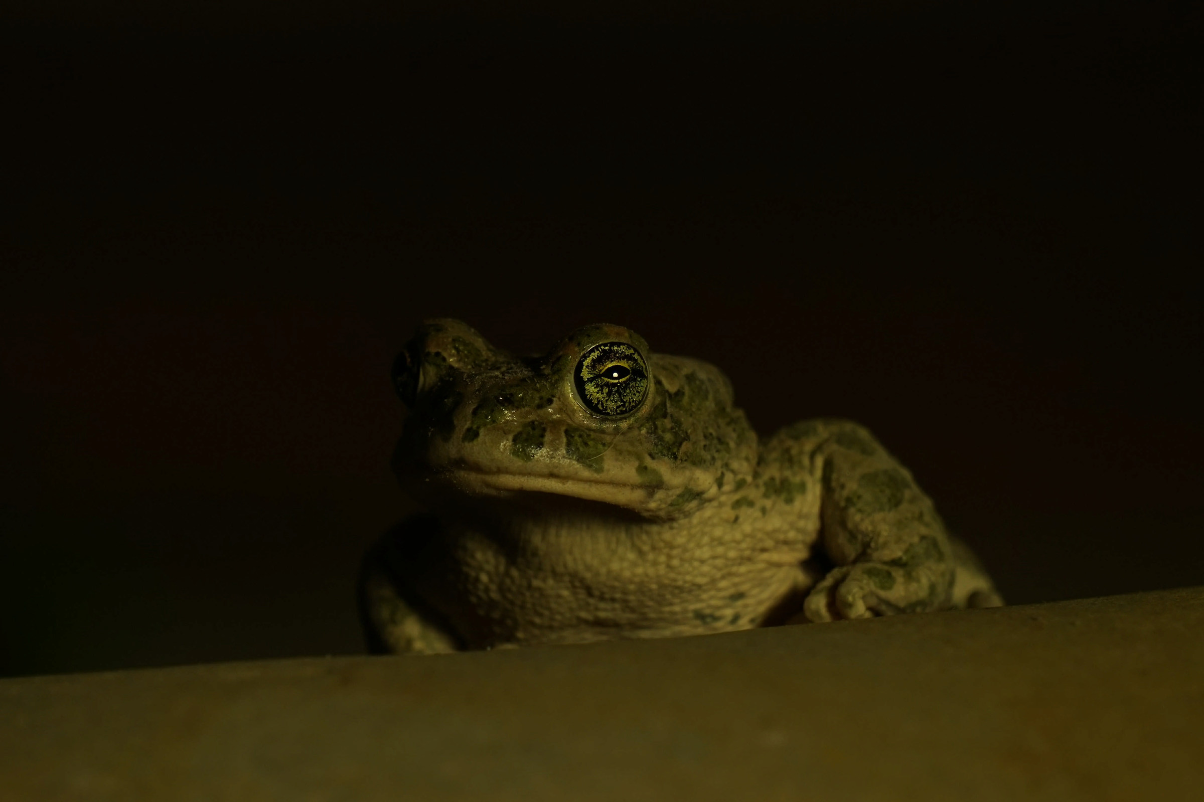 Toad