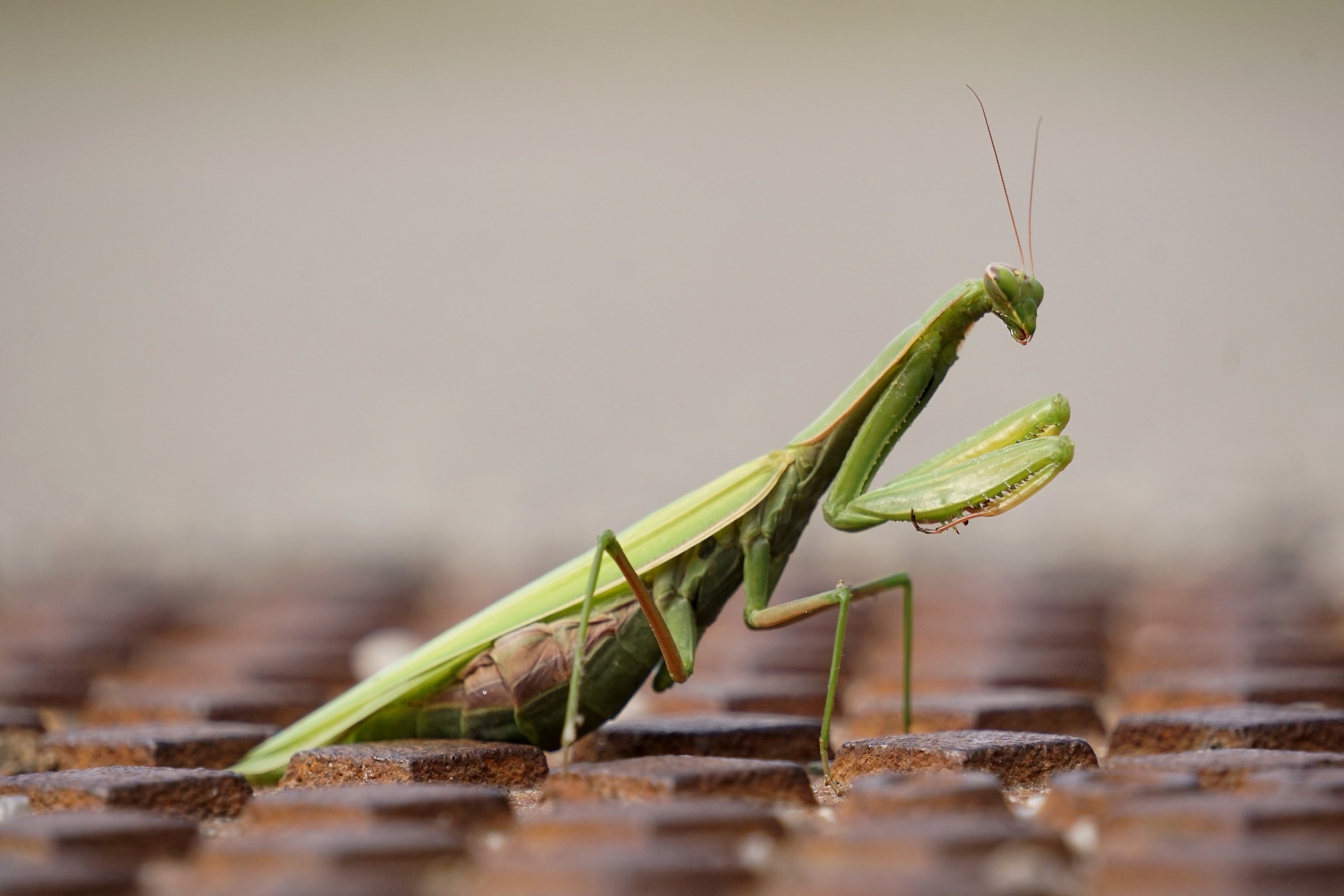 Praying mantis