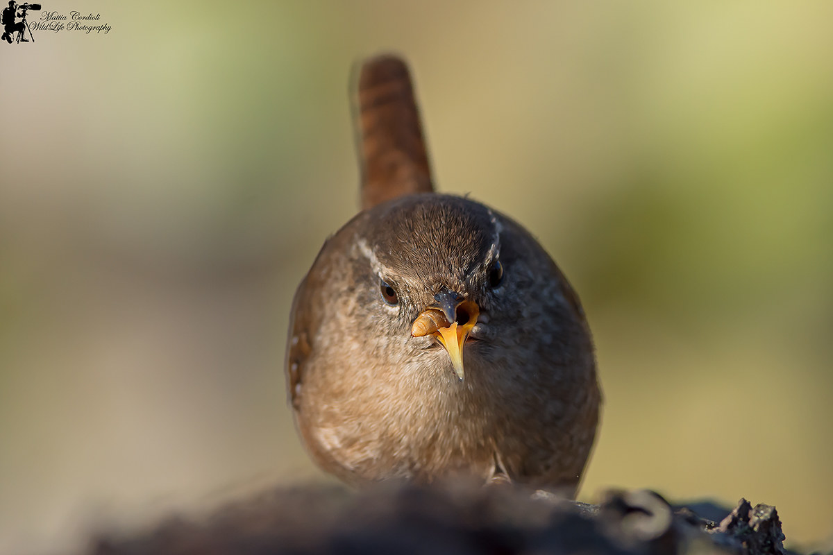 face to face with the wren