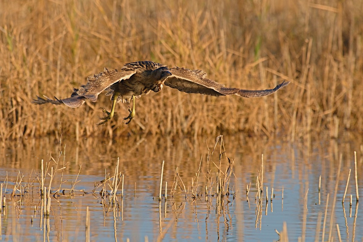Bittern