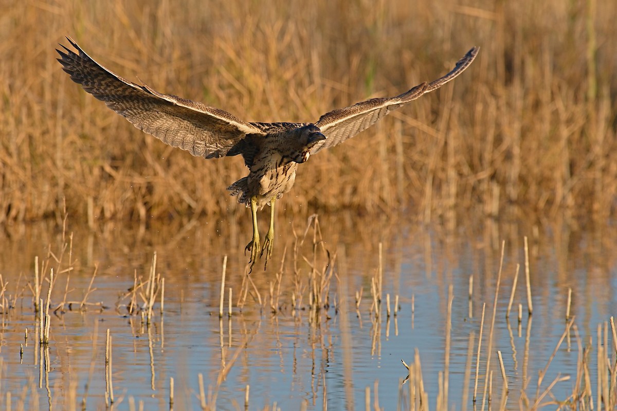 Bittern