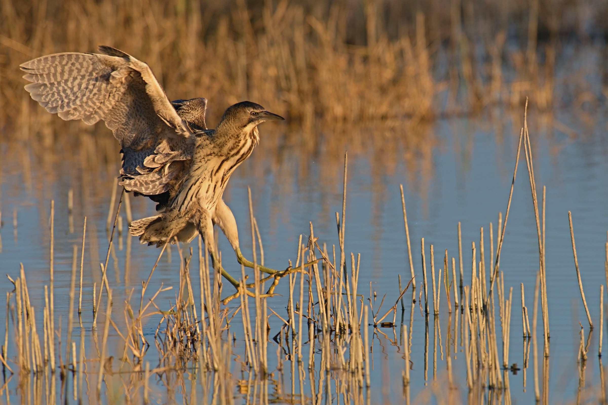 Bittern