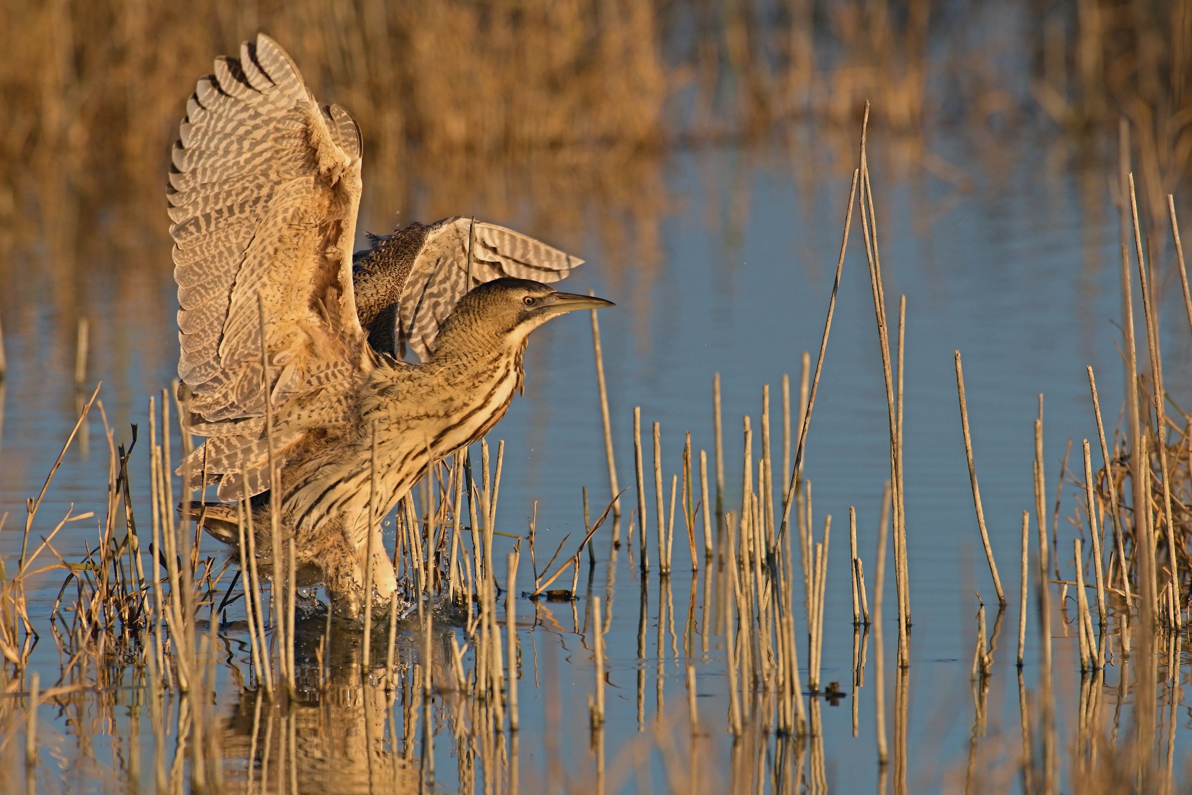 Bittern