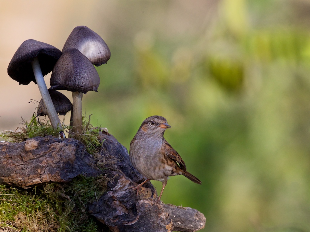 flounder with mushrooms