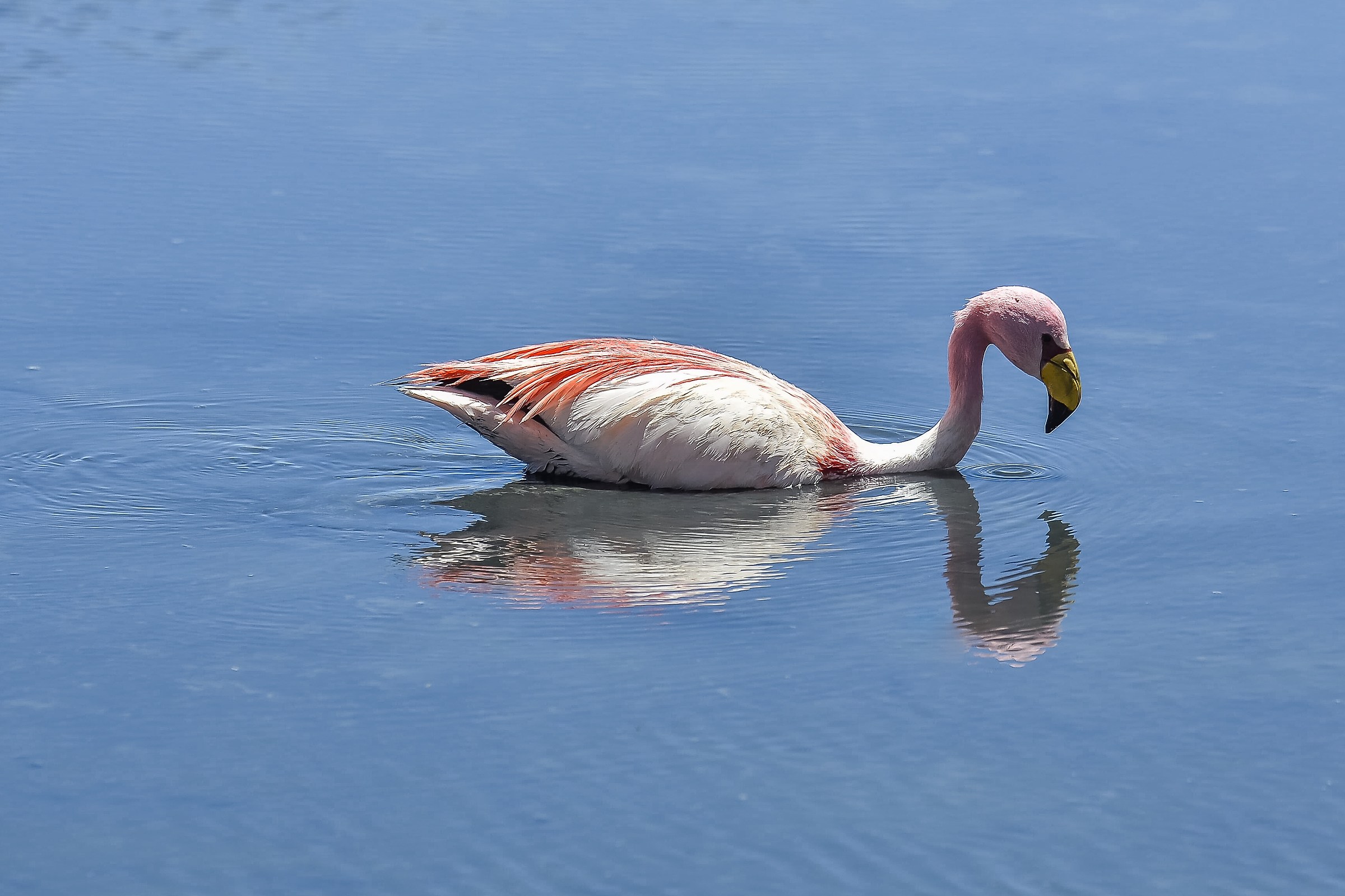 Pink flamingo (Phoenicopterus roseus)