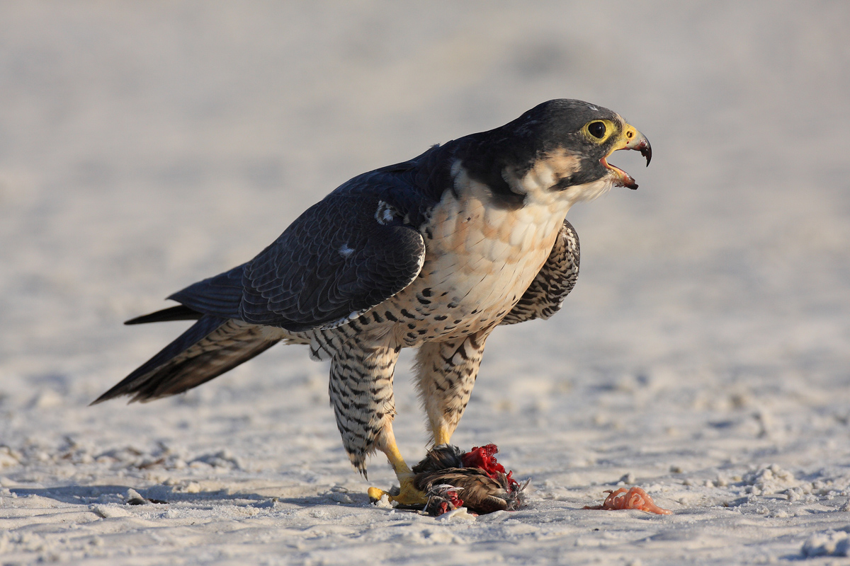 Peregrine Falcon