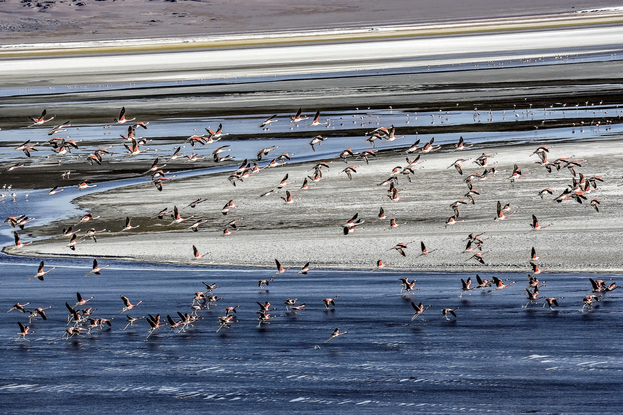 Pink flamingos in flight