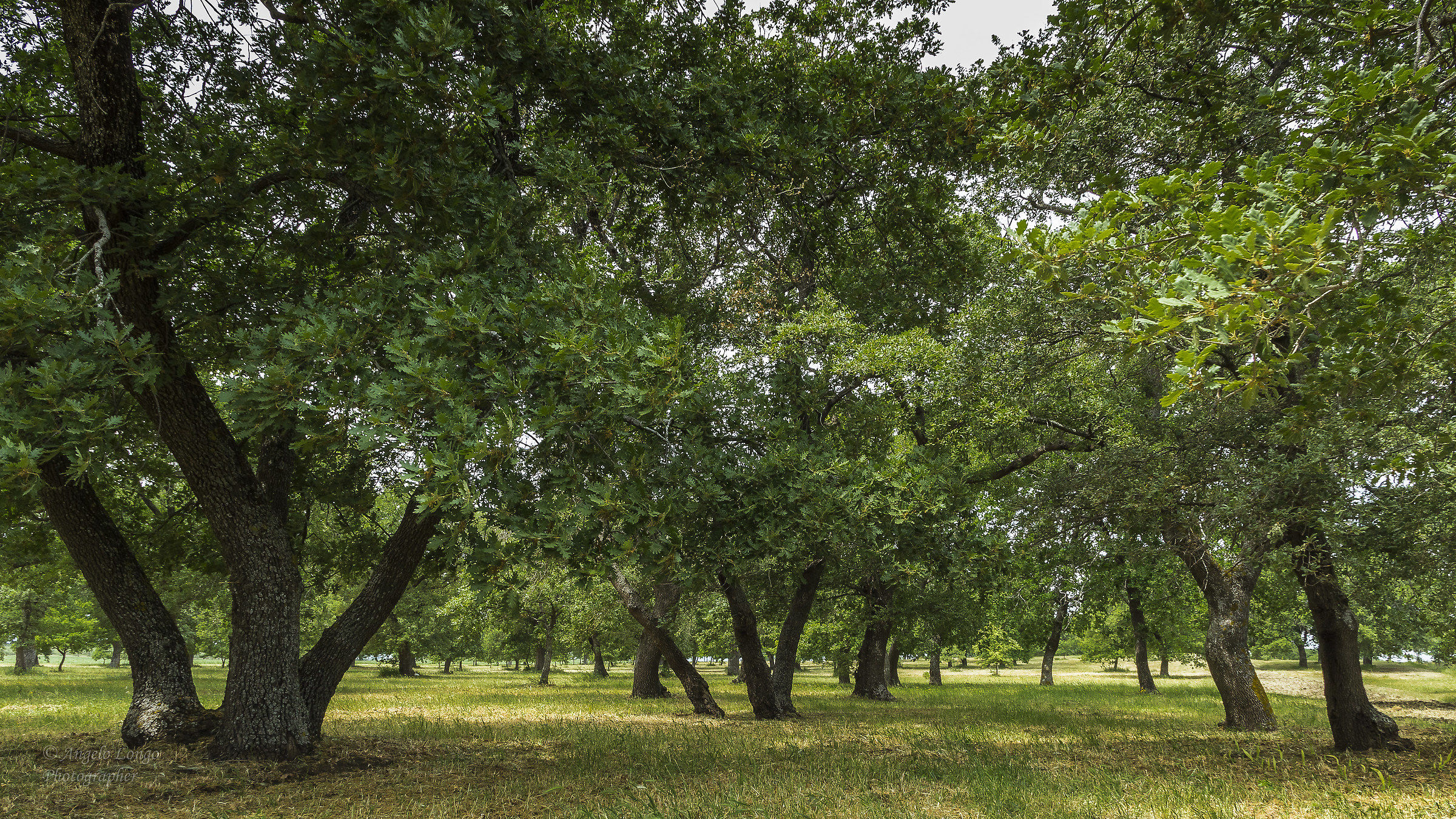 Forest Mezzana Grande (Lucera - FG)