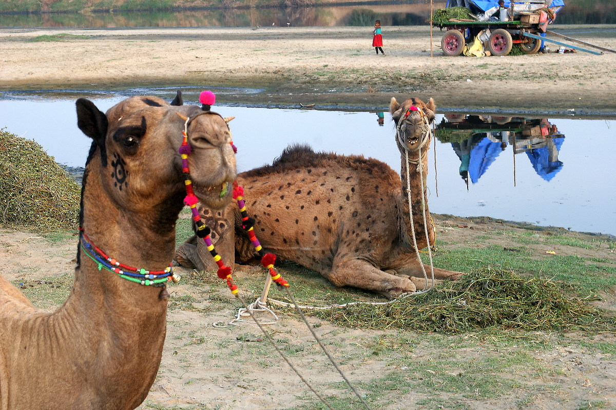 In your opinion where are those of the wagon?