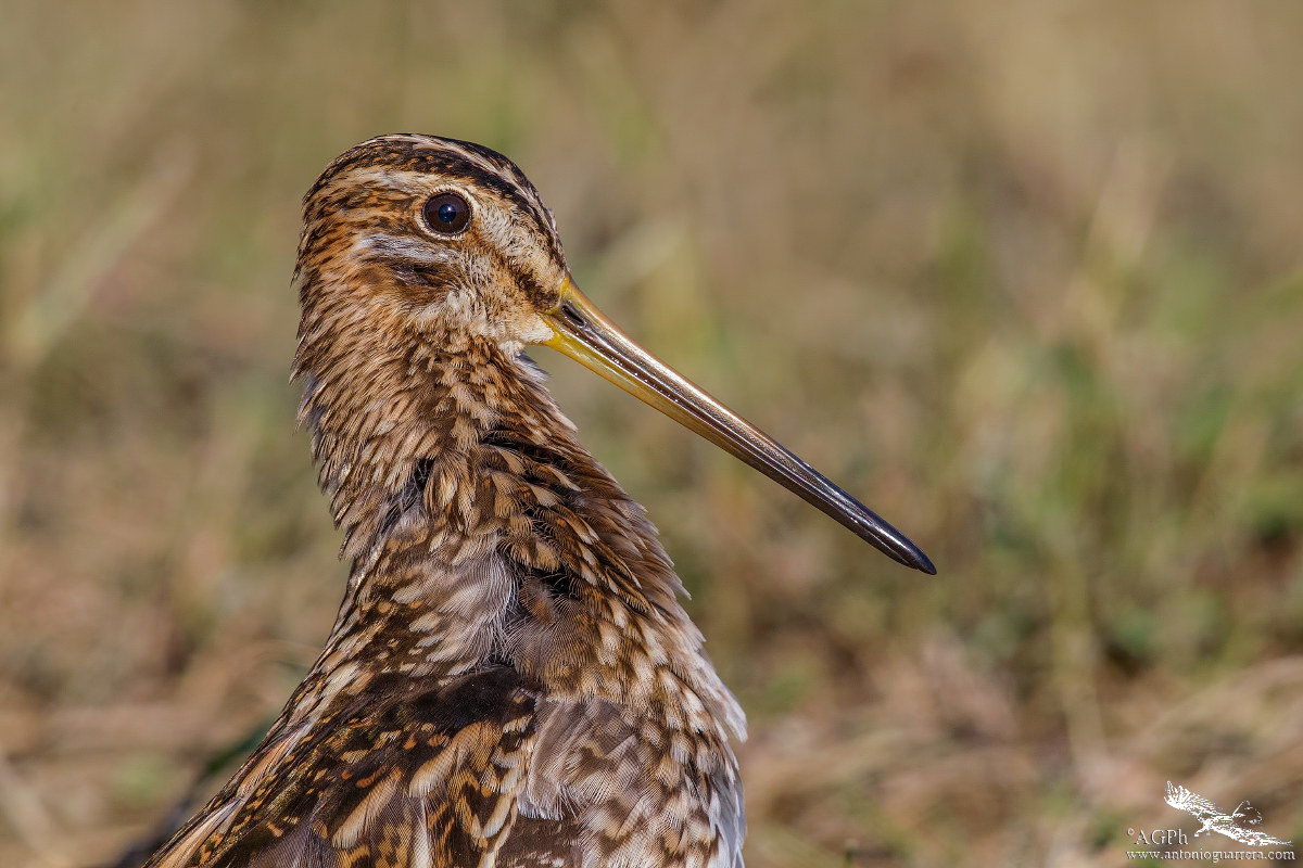 Snipe portrait