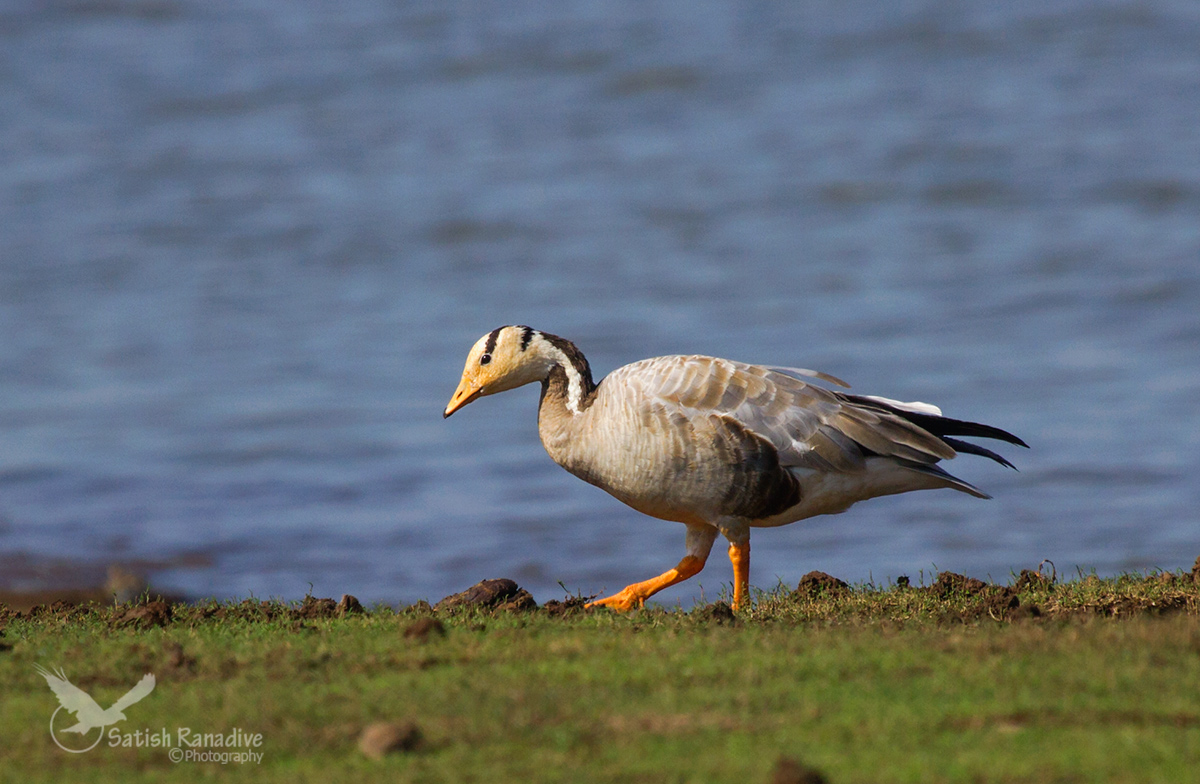Bar headed Goose#2.
