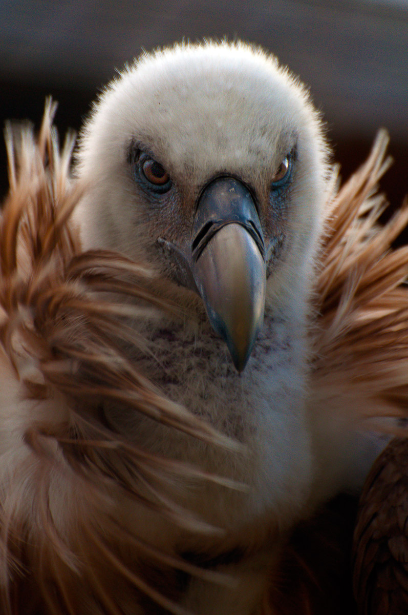 Grifone dei Nebrodi (Alcara Li fusi - Me)