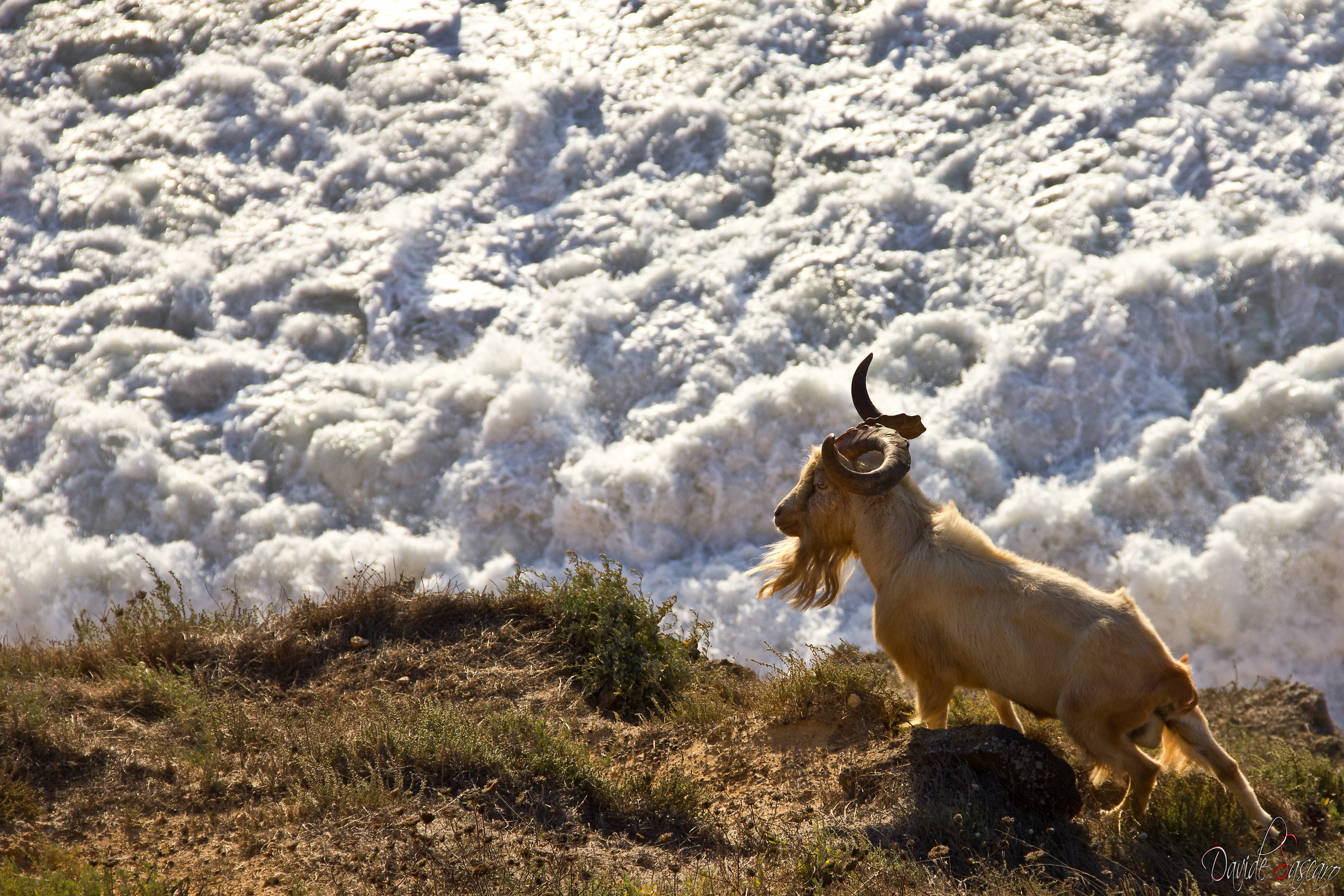 Il guardiano del Capo - San Giovanni di Sinis (or)