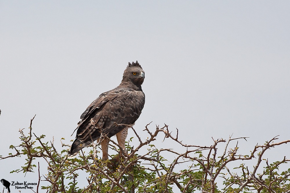 Martial Eagle (Polemaetus bellicosus)