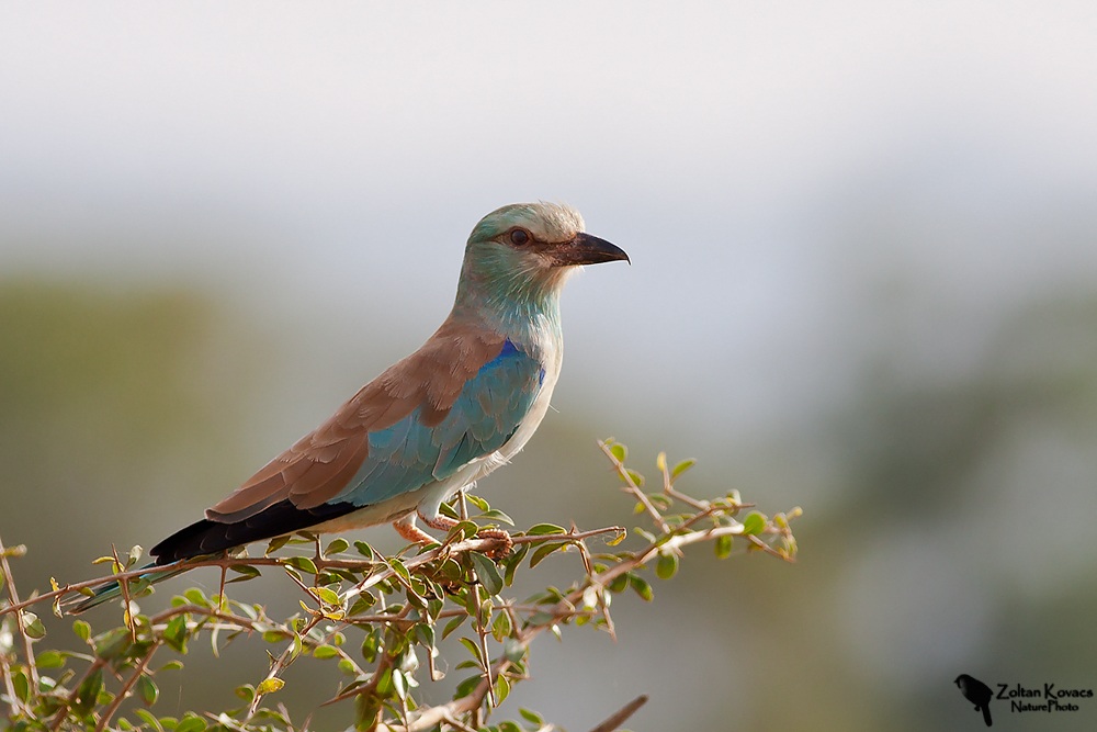 European Roller (Coracias garrulus)