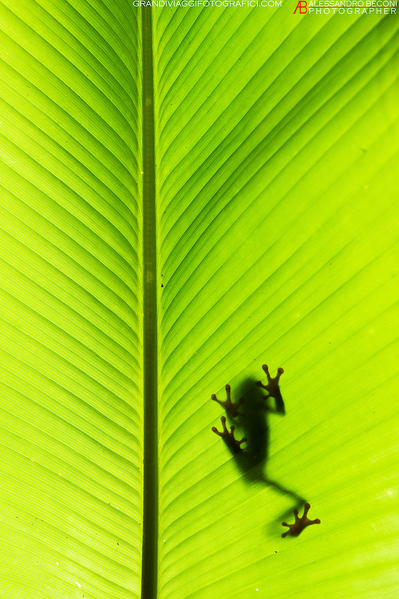 Agalychnis callidryas (Rana dagli occhi rossi)