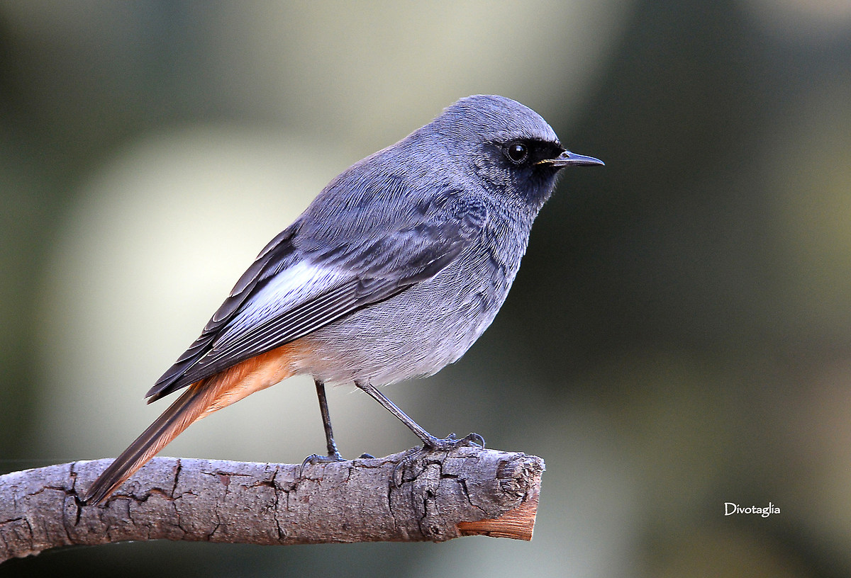 Male redstart