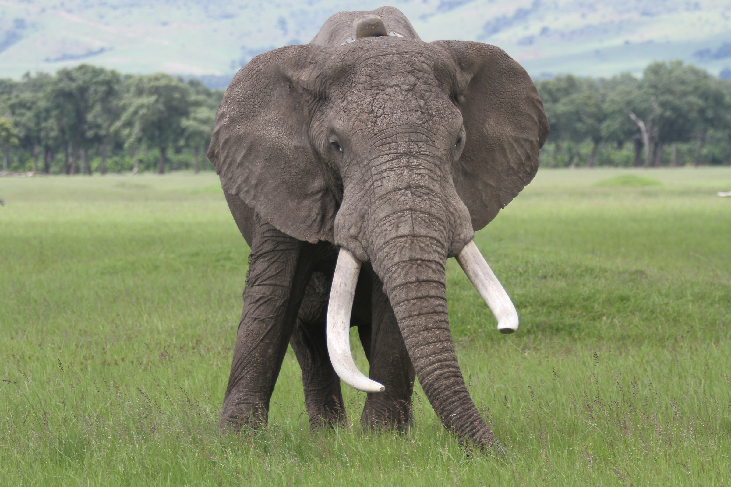 the big old elephant