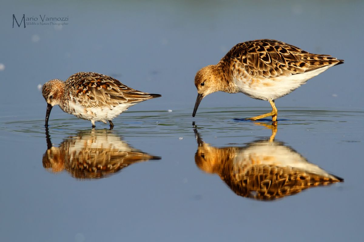 Sandpiper and fighter