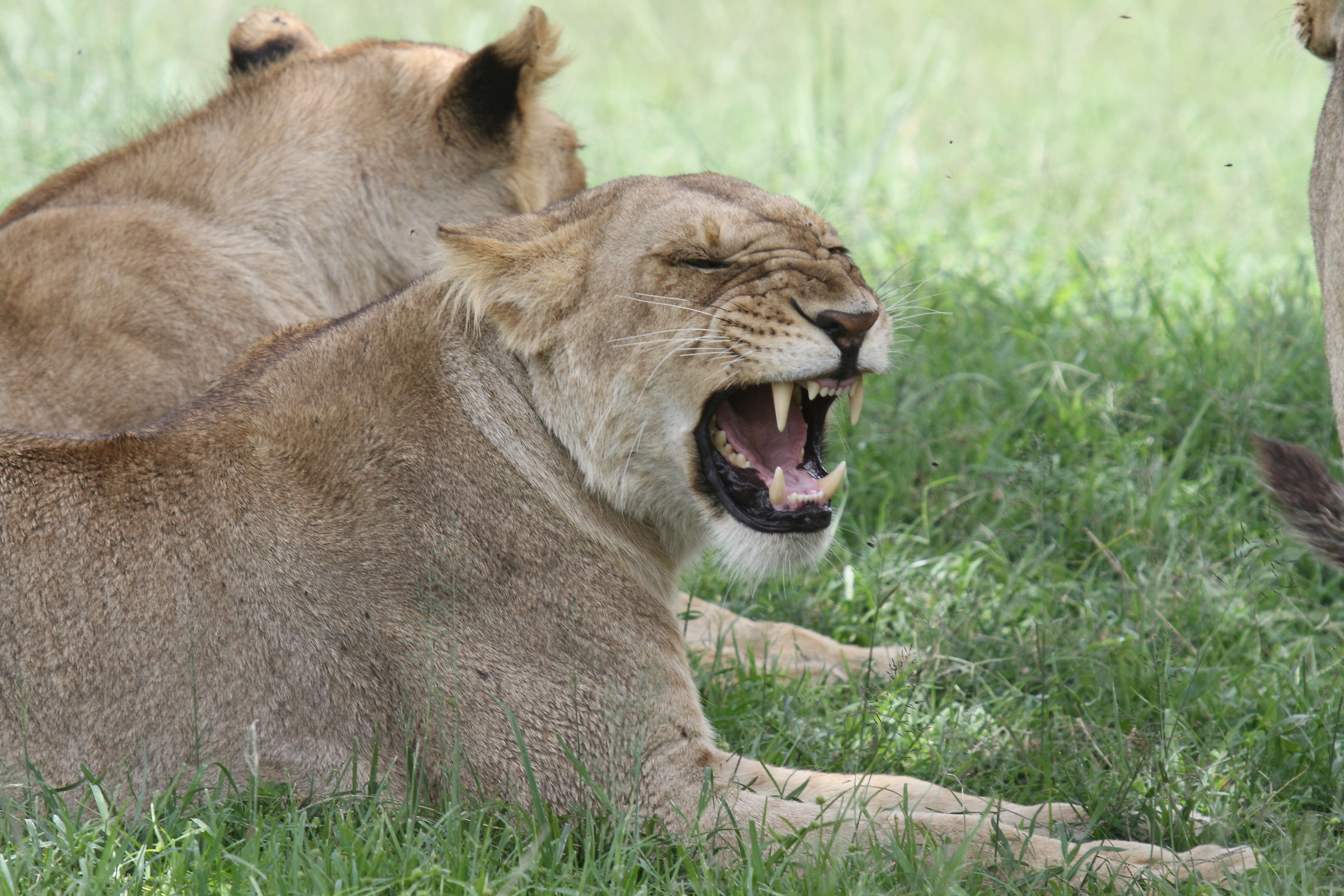 the lioness arrabiata