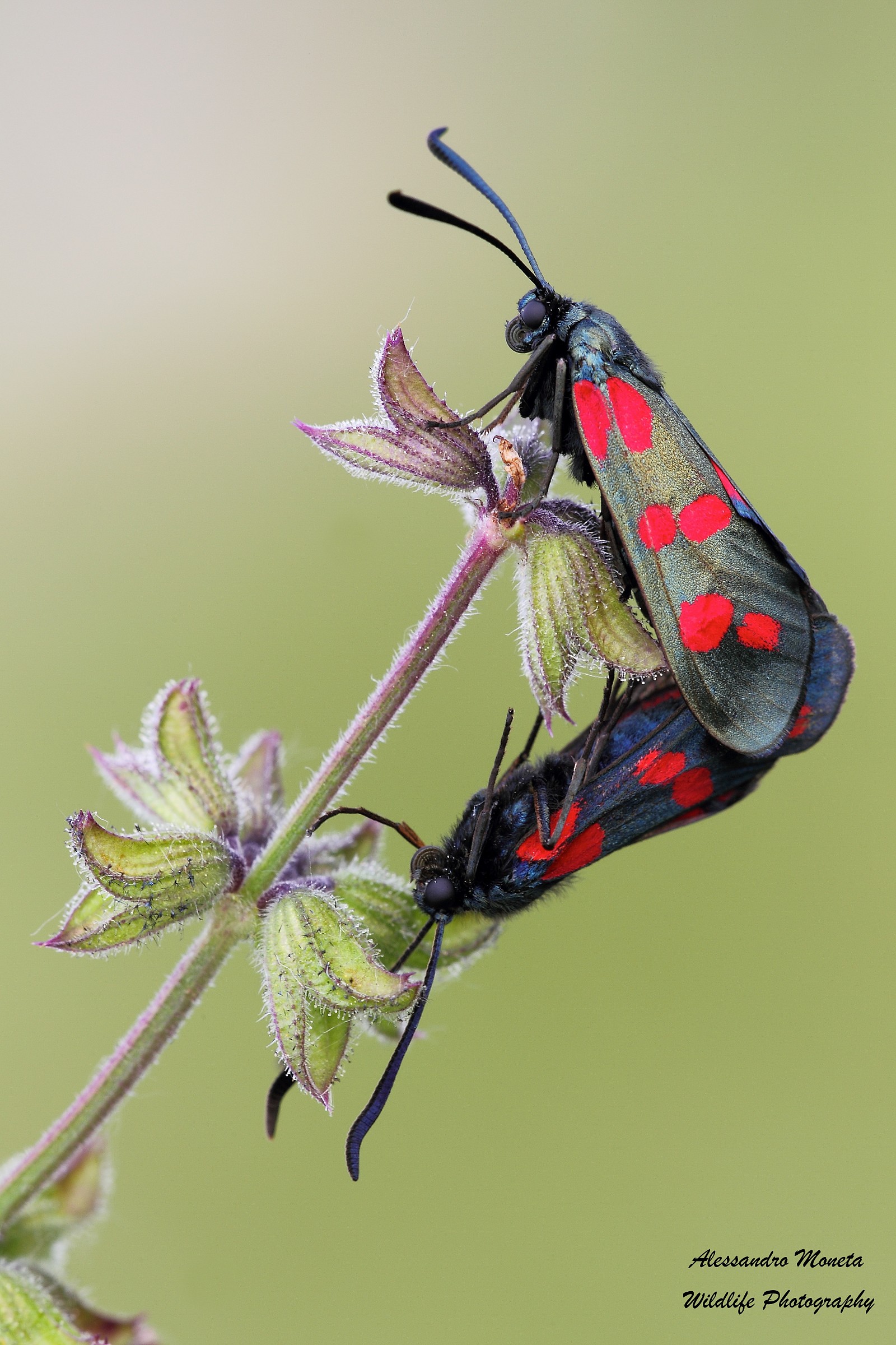 Zygaene in accoppiamento