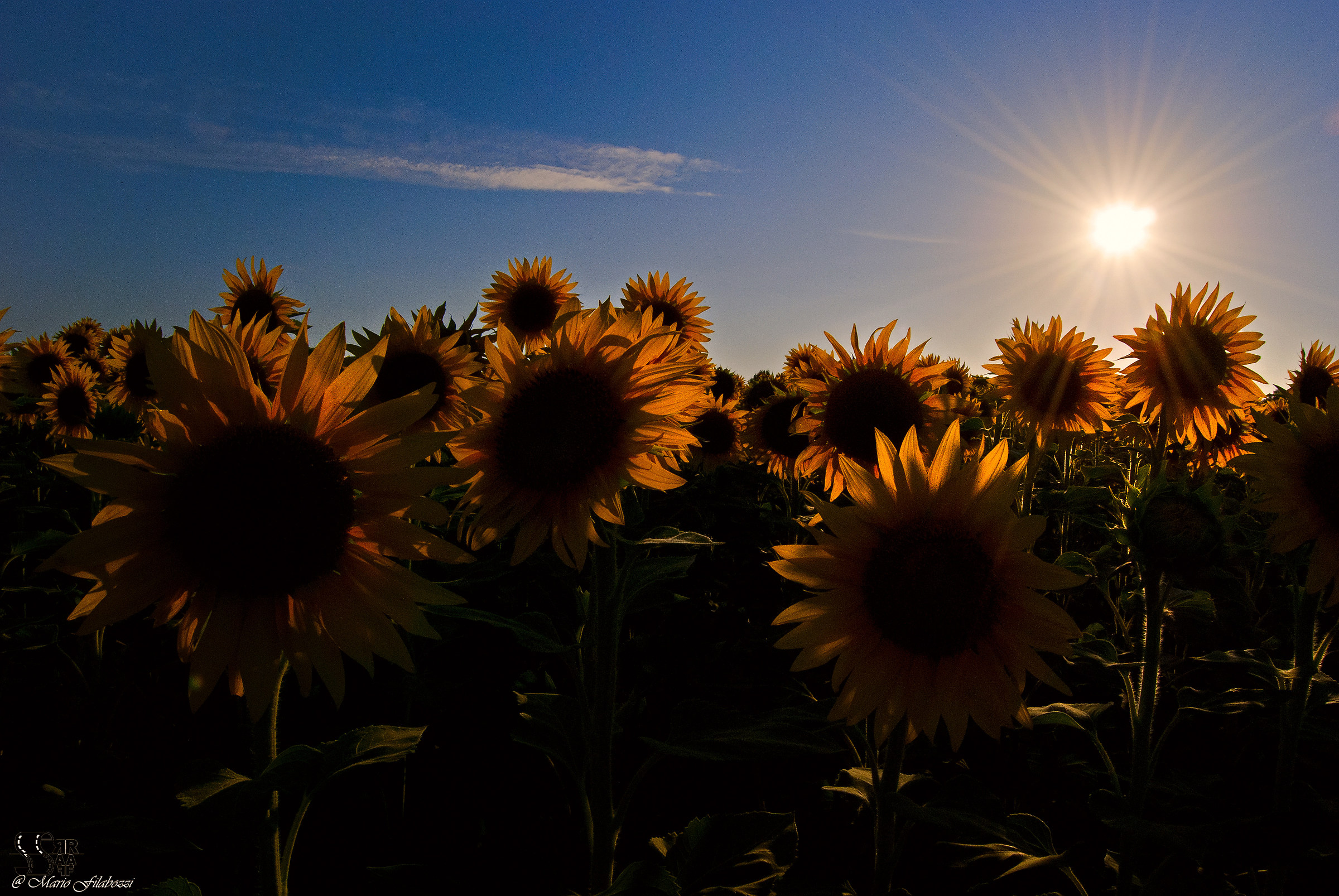 Ombre di girasoli