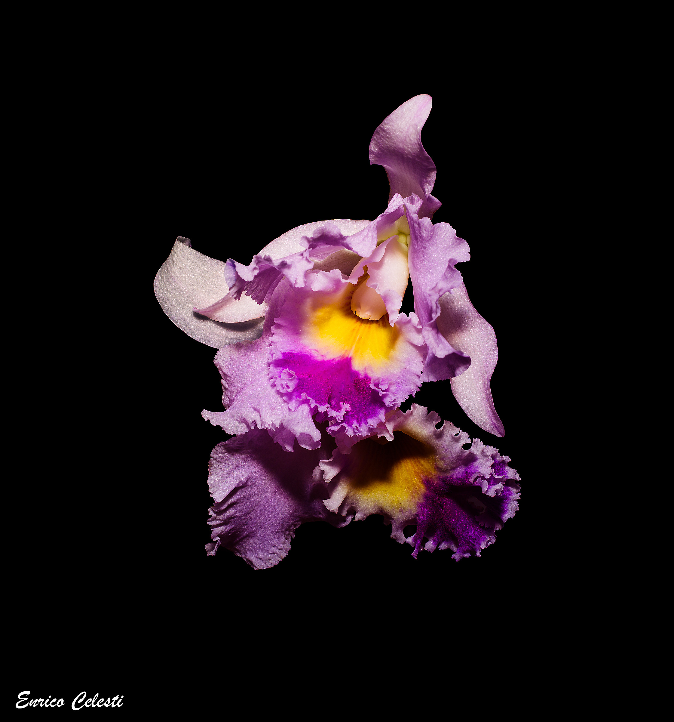 Cattleya