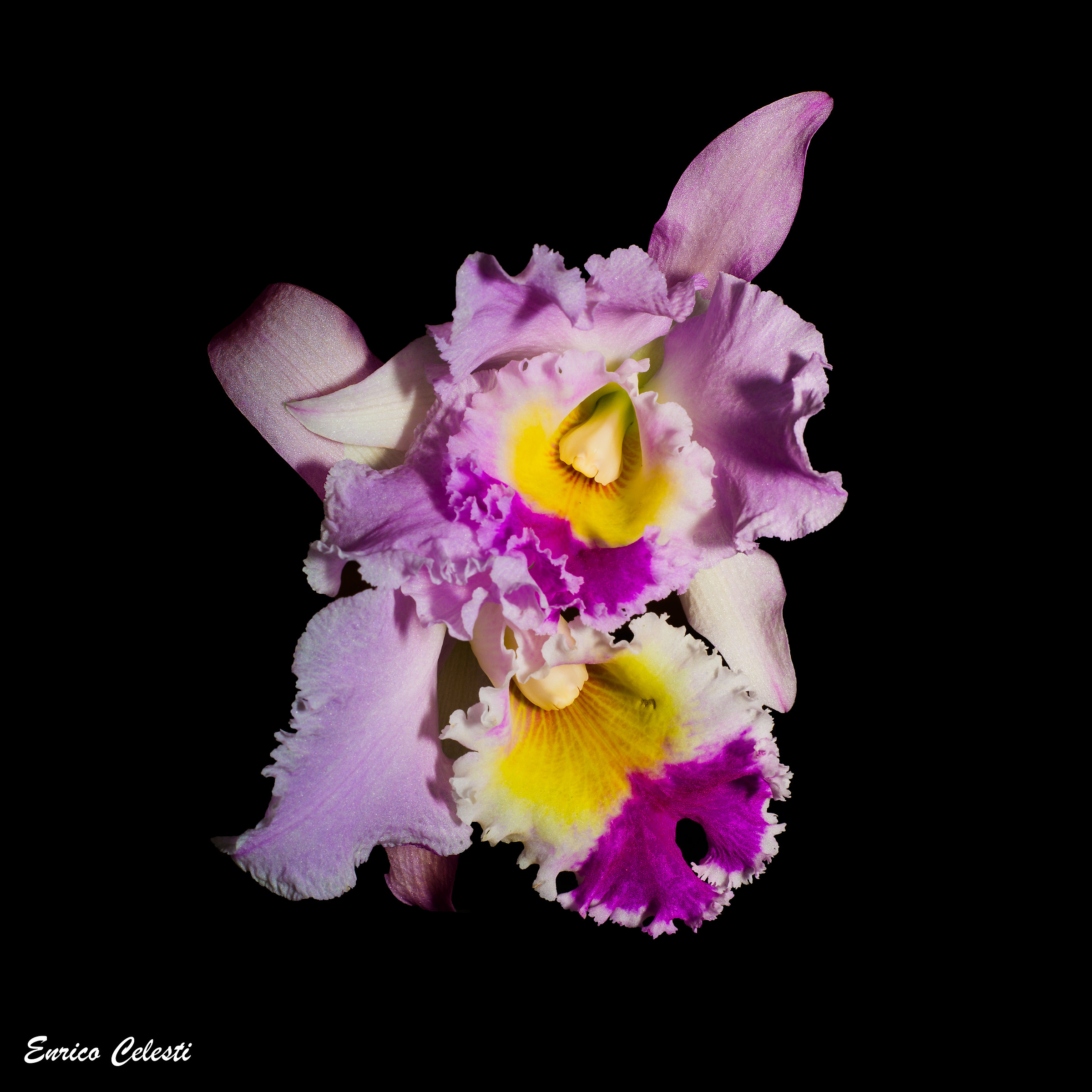 Cattleya