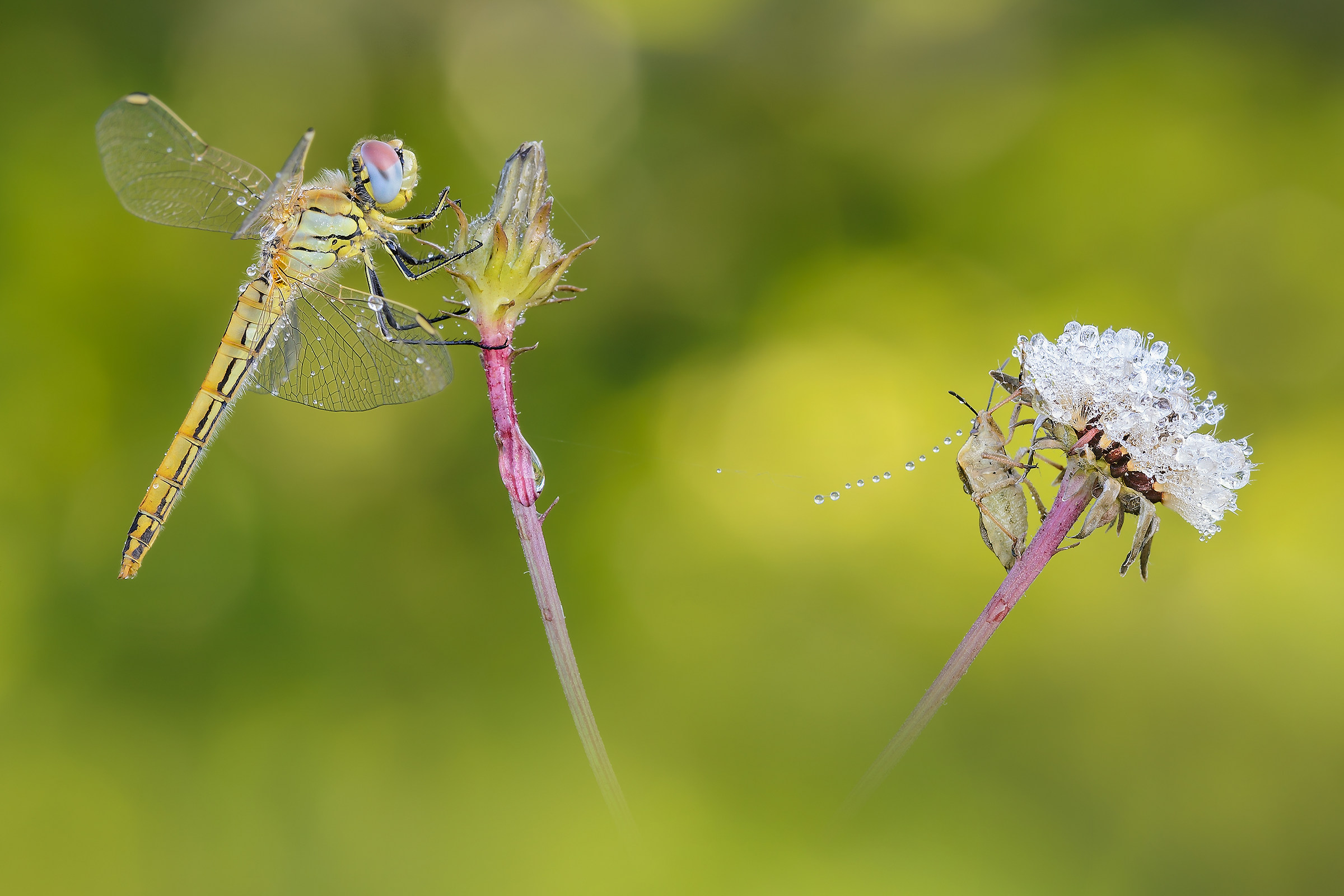 Sympetrum con Pentatomidae