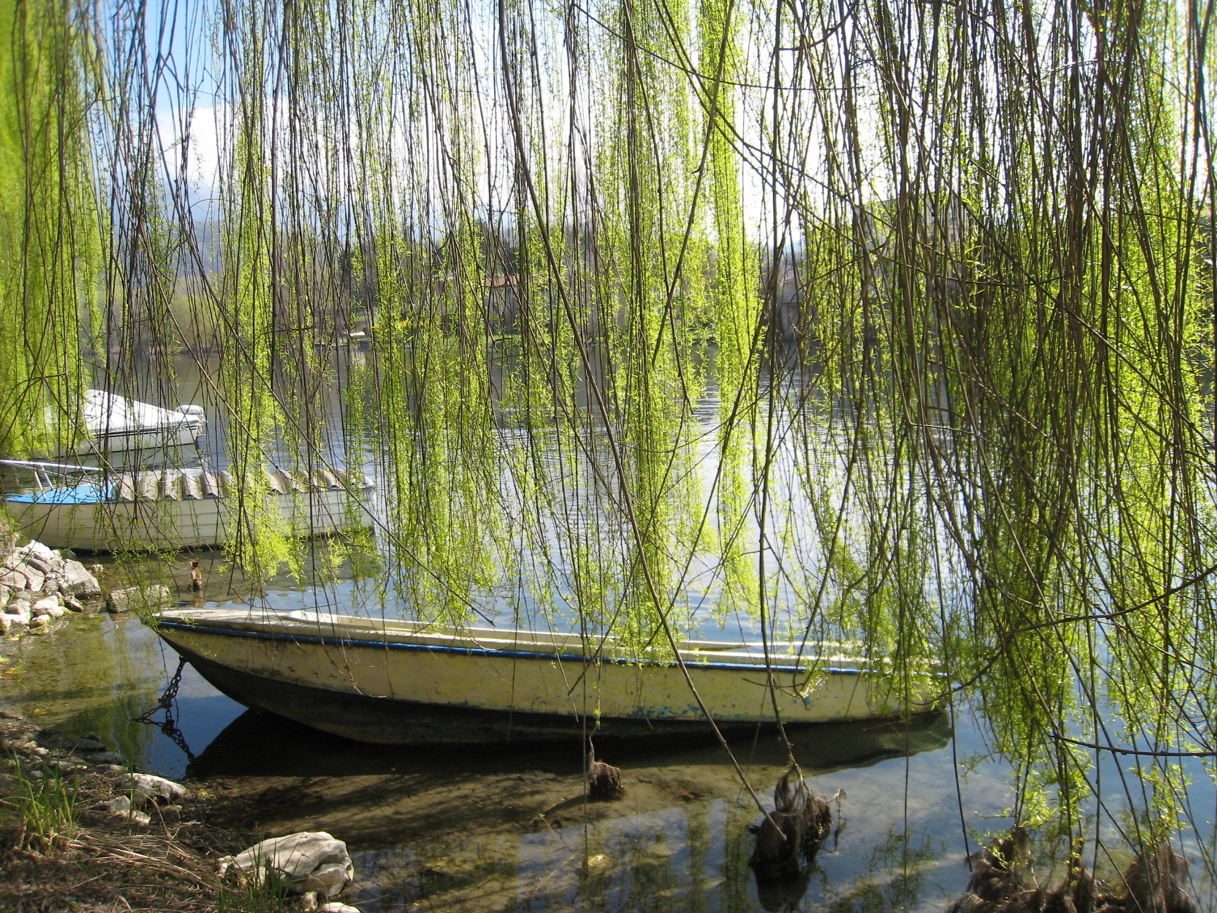 weeping willow
