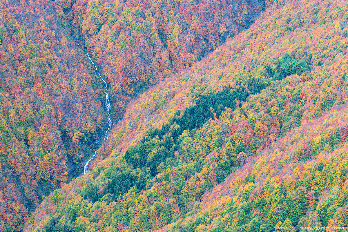 A glacial relict in beech forest