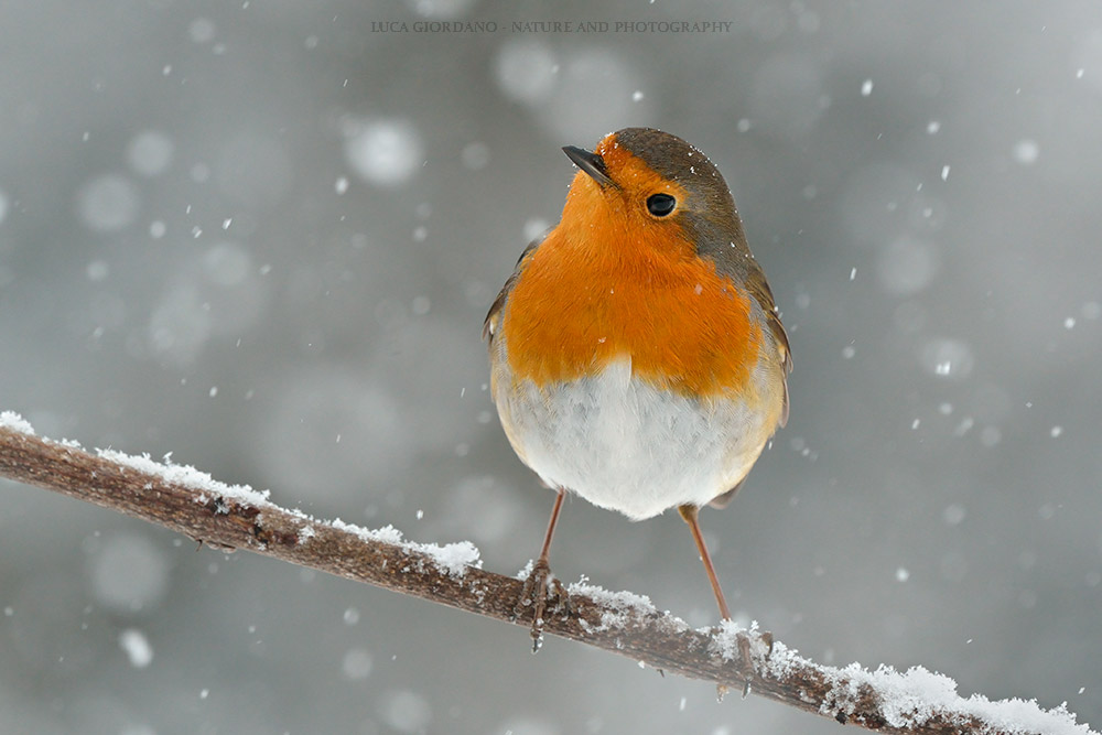 Robin - European robin