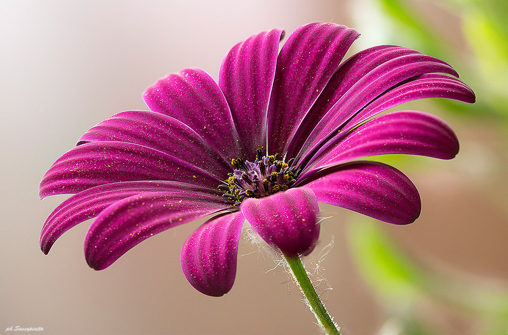 Margherita in Focus Stacking